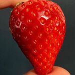 small_berry_ij6