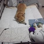 juicy_apple_jt9