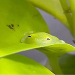 mild_guava_xw1