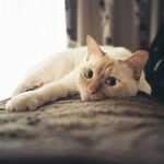 huge_nuts_fr8