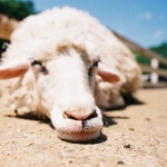 tabegoro_sheep